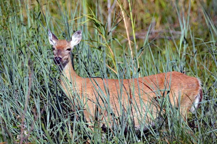 deer